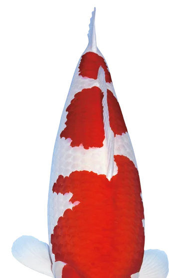 Saki Hikari Growth M 5 kg