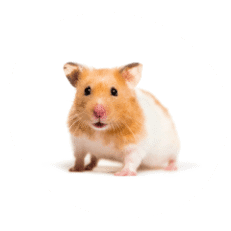 Small Pets
