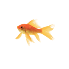 Balık